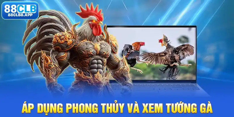 Áp dụng phong thủy và xem tướng gà