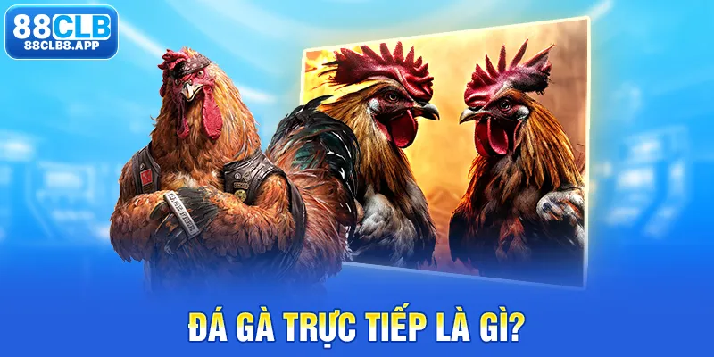 Đá gà trực tiếp là gì?