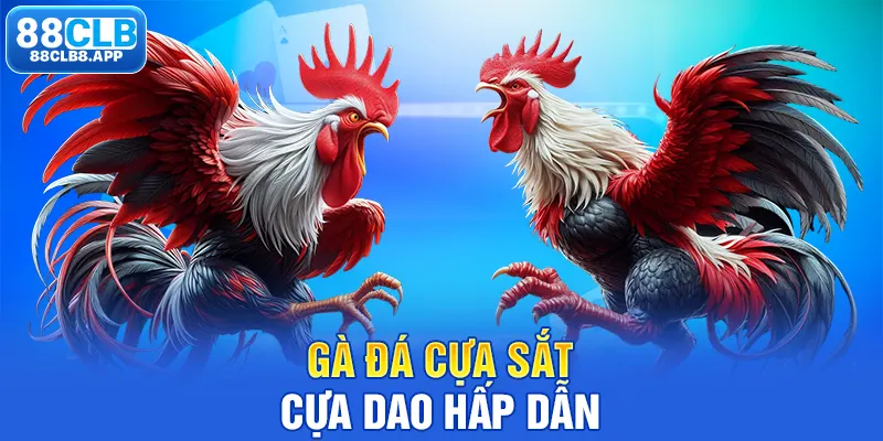 Gà đá cựa sắt cựa dao hấp dẫn